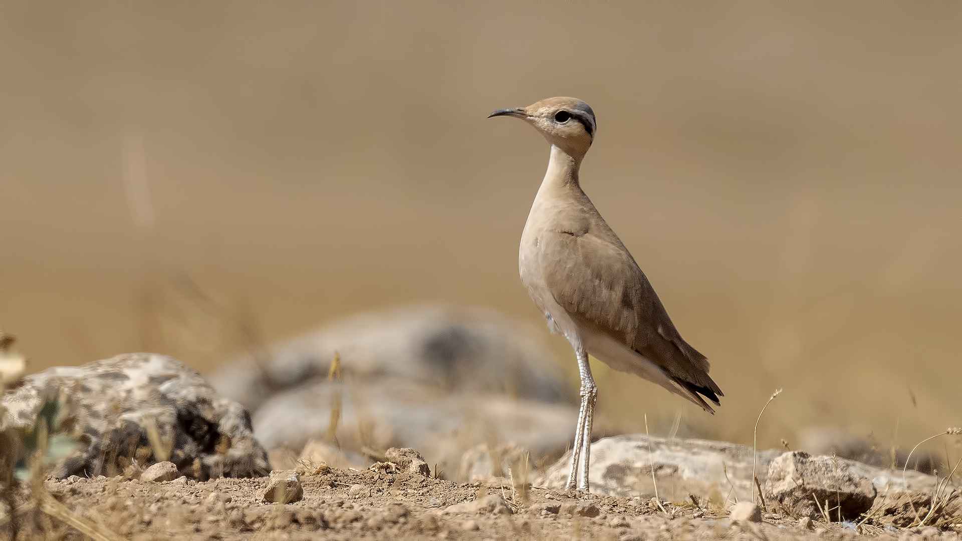 Cream-colored Courser